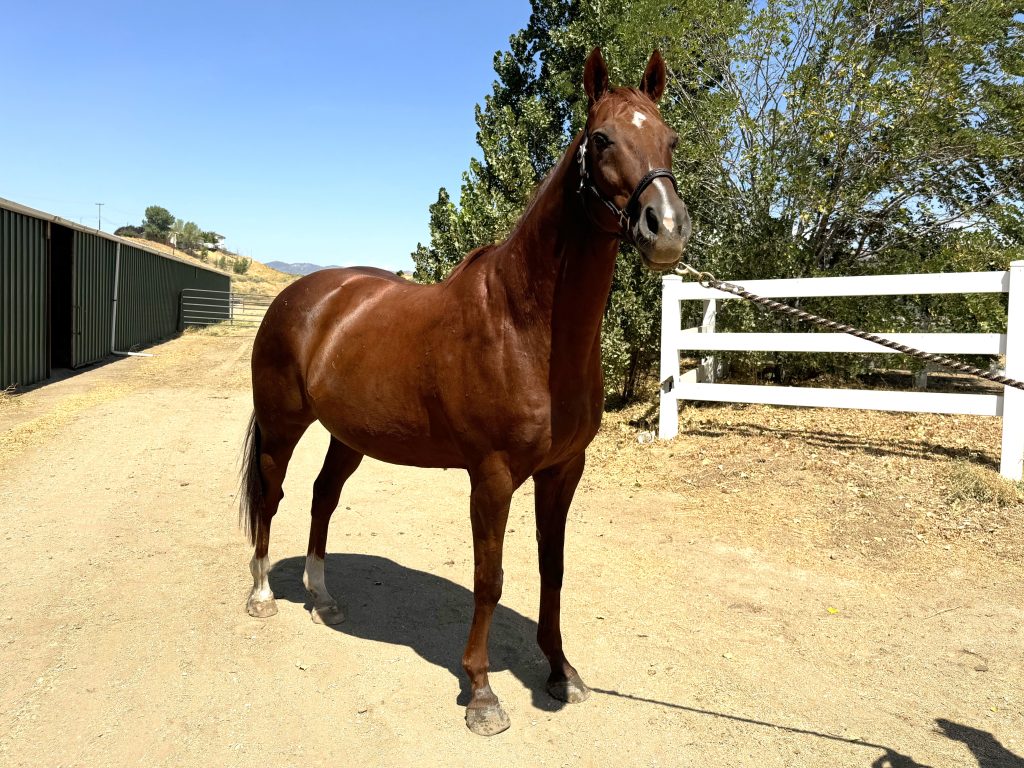 The Essential Role of Sanctuaries in Thoroughbred Aftercare