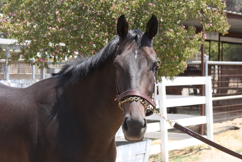 Ballado's Banker was the 100th retired racehorse to enter the CARMA Placement Program