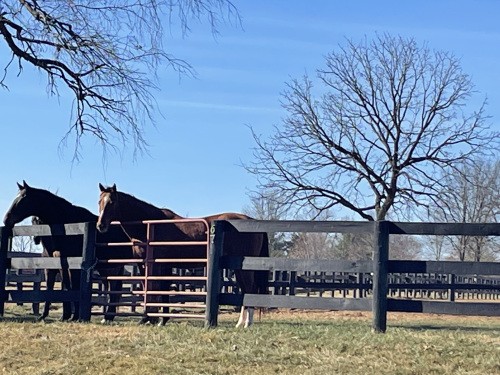 Aftercare Partner Spotlight: Old Friends Equine