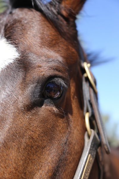 CARMA Grants $350,000 to 20 Thoroughbred Aftercare Charities