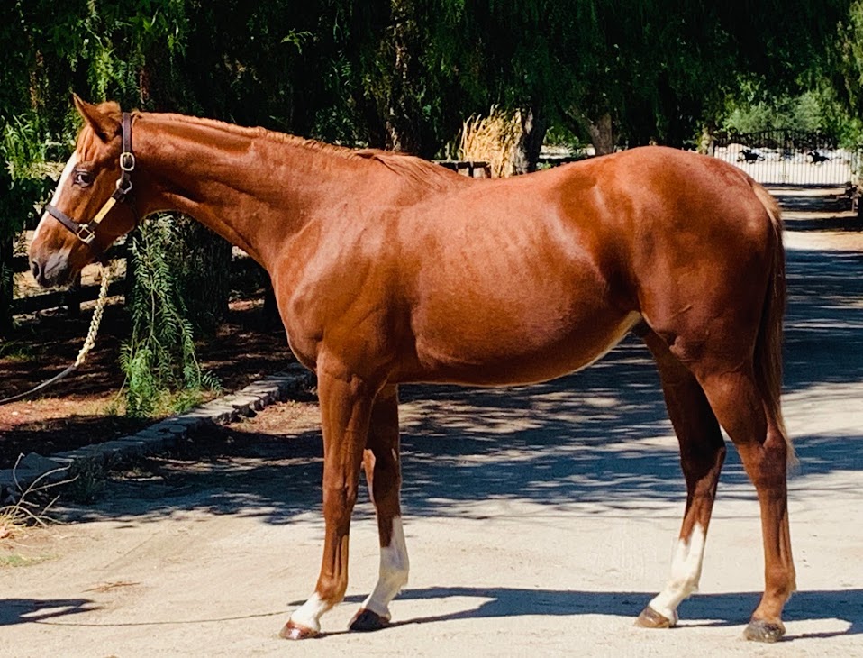 Midas Ron – September 2019