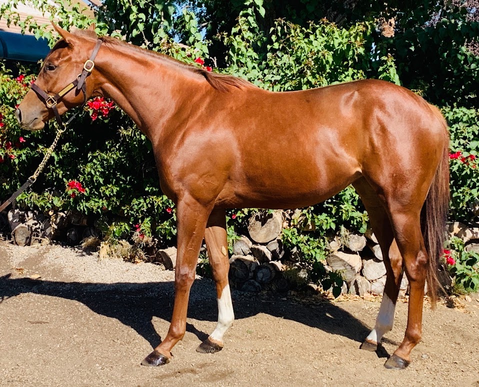 One Tough Bird – September 2019 1