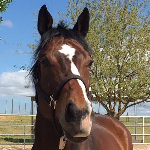 11 Retired Racehorses Graduate Placement Program in April