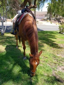 Cowboy Tommy